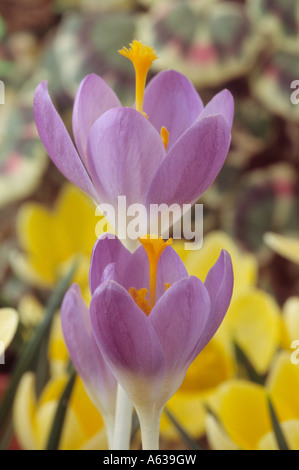 Crocus tommasinianus 'Barr's Purple' Close up d'ouvrir deux crocus mauve. Banque D'Images