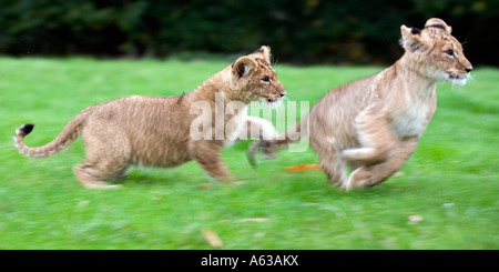 Deux lionceaux tournant autour de West Midlands Safari Park dans le Worcestershire UK Banque D'Images