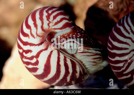 Pearly Nautilus Nautilus pompilius Banque D'Images