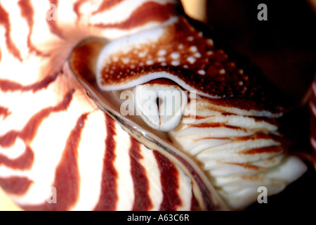 Pearly Nautilus Nautilus pompilius Banque D'Images