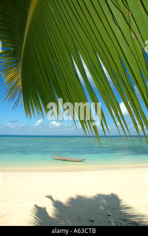 L'élégant pirogue plage tropicale bordée de palmiers Banque D'Images