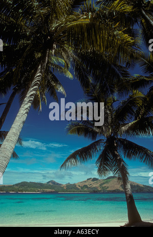 Palmier, palmiers, Tawewa Island, île Matacawalevu, background, Yasawa Island Group, Fiji Island île fidjienne, Groupe, Îles Fidji, Îles Fidji Banque D'Images