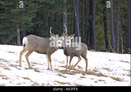 Mule Deer buck et doe. Banque D'Images