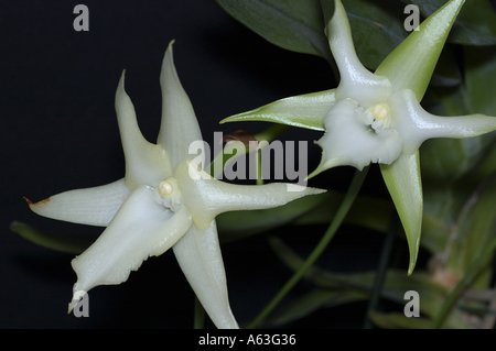 Floraison blanche Orchidée Angraecum sesquipedale (Noël). Banque D'Images