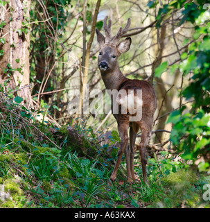 Roebuck à woodland Banque D'Images