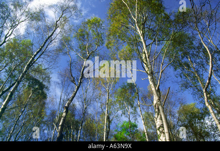 Forêt de bouleau verruqueux Betula pendula bois arbres dans le vent Scotland UK Banque D'Images