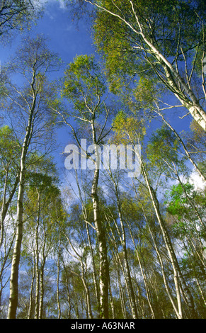 Forêt de bouleau verruqueux Betula pendula bois arbres dans le vent Scotland UK Banque D'Images