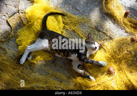 Chat dormant sur fishernet île de Samos l'archipel des îles de la mer Égée, Grèce Banque D'Images