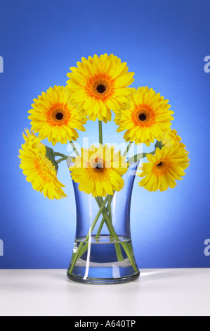 Les Gerberas jaune Fleurs dans Vase en verre Banque D'Images