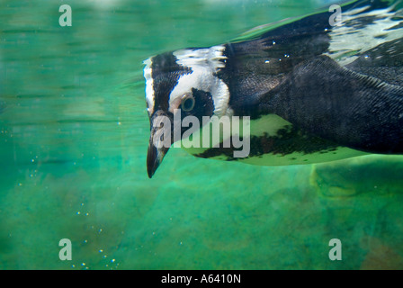 Putois d'Afrique Penguin nager sous l'eau, l'Aquarium du New Jersey, USA Banque D'Images