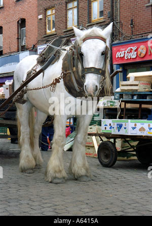 Cheval de Moore Street Dublin Banque D'Images