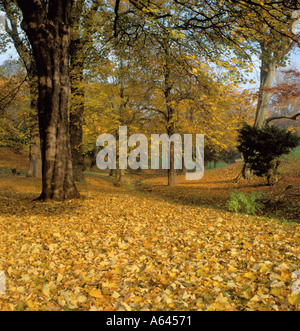 Autumn park scène ; Backhouse Park, Sunderland, Wearside, Tyne et Wear, Angleterre, Royaume-Uni. Banque D'Images