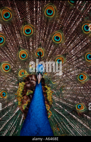 Peacock dans tout l'affichage Banque D'Images