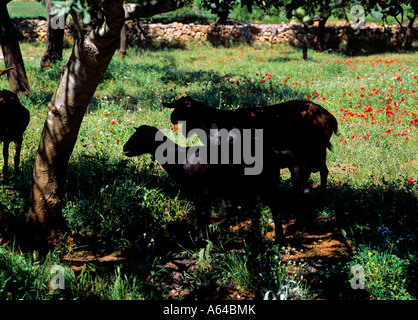 Le pâturage des chèvres dans l'ombre de l'amandier près du village de montuiri île de Majorque Îles Baléares Espagne Banque D'Images