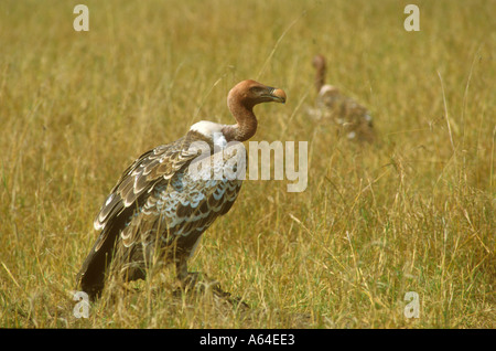 S Ruppell Vautour fauve un portrait classique Banque D'Images