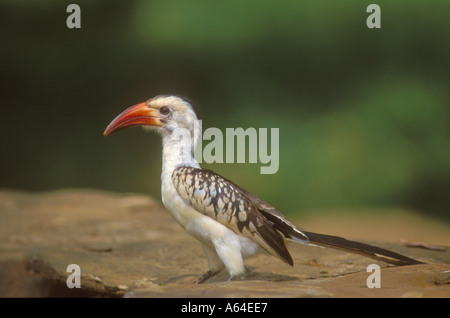 Calao à bec rouge un portrait classique Banque D'Images