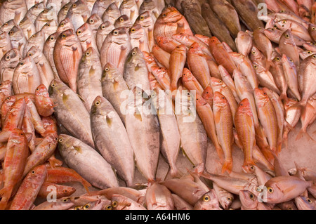 Marché de poissons à Tripoli Banque D'Images