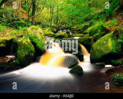 Burbage Brook dans la gorge sur l'Padley Longshaw Estate dans le Derbyshire Peak District Banque D'Images