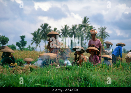 La récolte de riz de l'île de Bali en Indonésie Banque D'Images