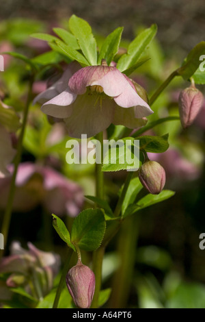 L'hellébore 'hybridus' fleur et feuillage tourné en milieu naturel Banque D'Images