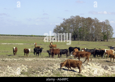 Troupeau de bovins sur le Big Cypress réserve indienne Seminole en Floride. Photographie numérique Banque D'Images