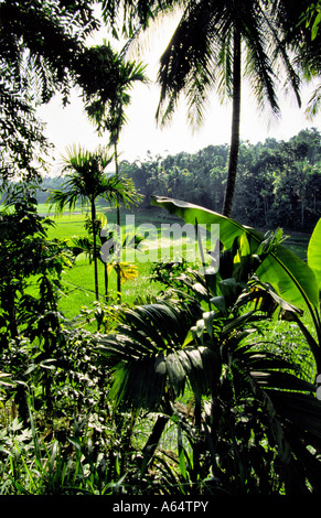 Gadaldeniya près de Kandy au Sri Lanka à travers les rizières palmiers Banque D'Images