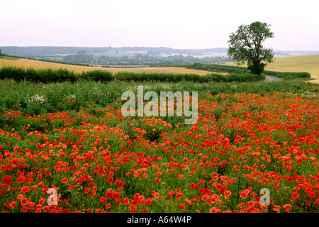 Dorset UK Frome Valley champ rempli de pavot Banque D'Images