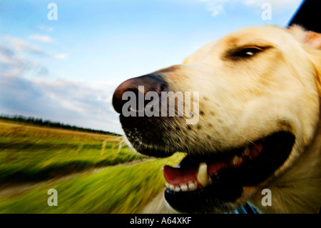 Yellow lab avec langue et tête de fenêtre battante d'un camion passant de pâturage dans TX. Banque D'Images