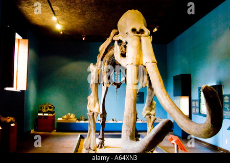 Squelette de mastodonte dans mammouth ou musée d'Histoire Naturelle à Guadalajara au Mexique. Banque D'Images