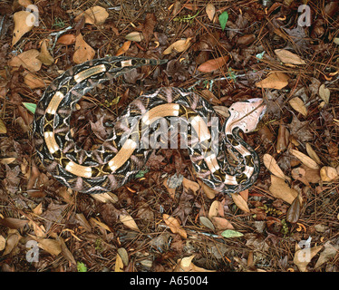 Gaboon viper Bitis gabonica () indigènes de l'Afrique sub-saharienne Banque D'Images