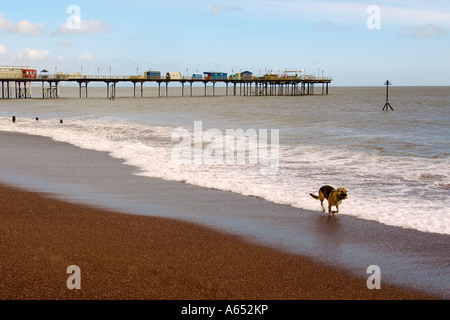 Berger Allemand qui traverse le surf avec une balle dans sa bouche sur le front de mer à Teignmouth Devon du sud Banque D'Images