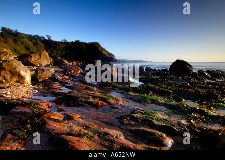 Belle aube lumière salant El-Mallahet au Cove près de Paignton South Devon avec la marée des rochers exposant des algues et des rochers Banque D'Images