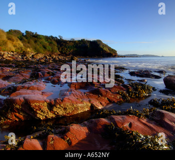 Belle aube lumière salant El-Mallahet au Cove près de Paignton South Devon avec la marée des rochers exposant des algues et des rochers Banque D'Images