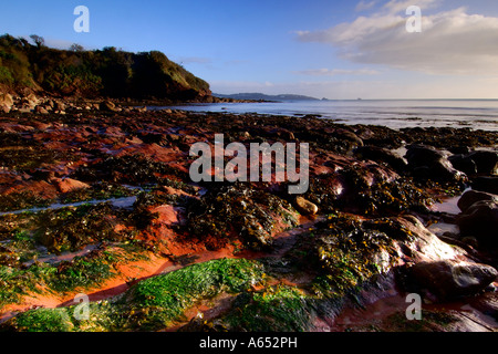 Belle aube lumière salant El-Mallahet au Cove près de Paignton South Devon avec la marée des rochers exposant des algues et des rochers Banque D'Images