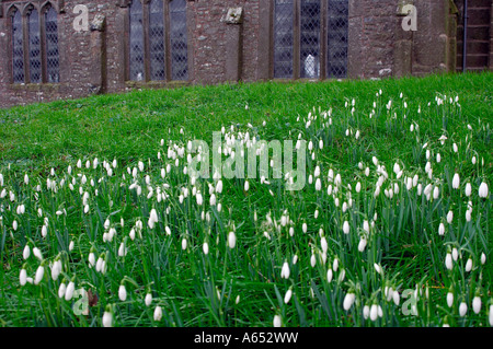 Grand groupe de perce-neige Galanthus nivalis au tout début du printemps avec des fleurs encore fermées qui poussent à l'état sauvage dans un cimetière Banque D'Images