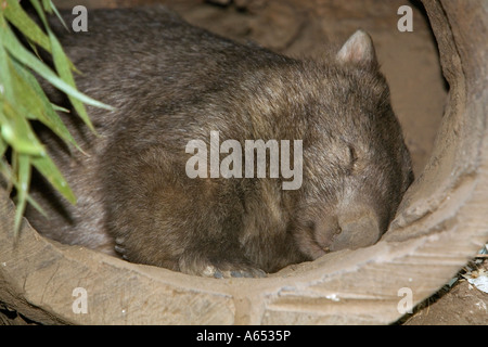 Un nez poilu du sud (Lasiorhinus latrifrons Wombat) dormir dans le creux d'un wombat est un burrowning marsupial nocturne. Banque D'Images