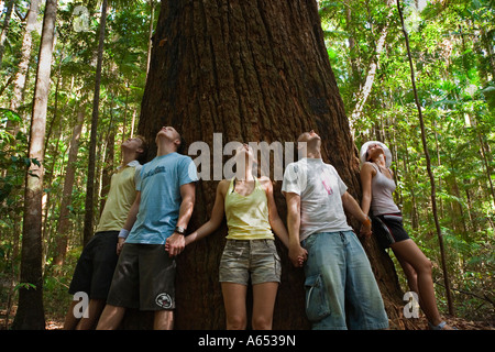 Les visiteurs d'un anneau de l'arbre géant Satinay Satinays de Fraser Island étaient autrefois très estimé pour le bois Banque D'Images