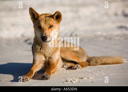 Un dingo (Canis familiaris). Le dingo est l'Australie avec le chien d'origine de l'île de Fraser dingos considérée comme la race la plus pure. Banque D'Images