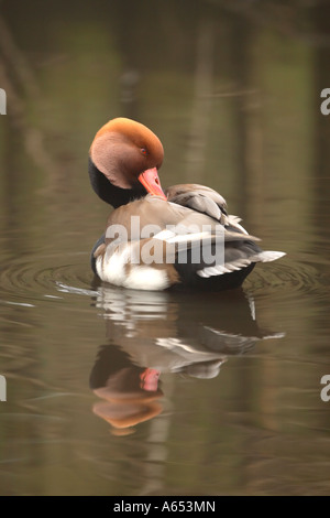 Nette rousse Netta rufina à crête rouge homme nager sur l'eau calme de lissage Banque D'Images