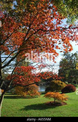 Automne feuillage spectaculaire sur l'affichage à Wakehurst Place dans West Sussex UK Banque D'Images