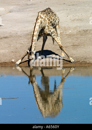Une girafe de boire à un point d'eau sur le bord de la cuvette d'Etosha Banque D'Images