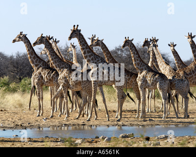 Un troupeau de girafes viennent à un point d'eau sur le bord de la cuvette d'Etosha Banque D'Images
