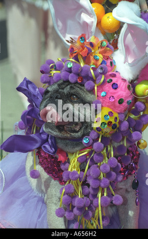 Haute Dog Easter Parade Belmont Shores California United States Banque D'Images