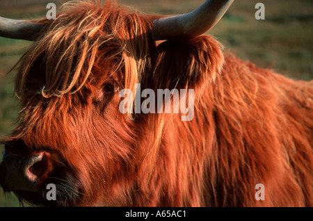 Portrait d'une vache highland, Isle of Skye, Scotland, UK Banque D'Images