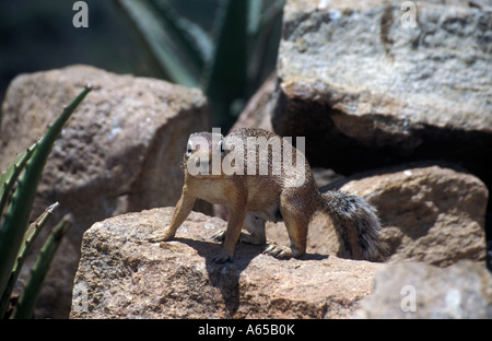 Unstriped ground squirrel Ha83 rutilus Parc national de Tarangire Tanzanie Banque D'Images