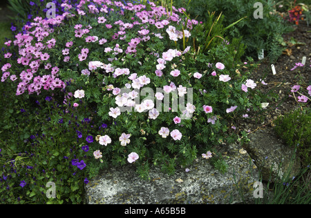 Geranium sanguineum striatum var Splendens Banque D'Images
