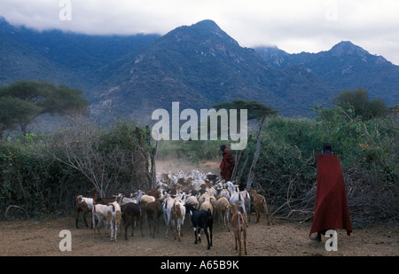 Avec le bétail Maasai boma à la base du mont Longido Longido Tanzanie Banque D'Images