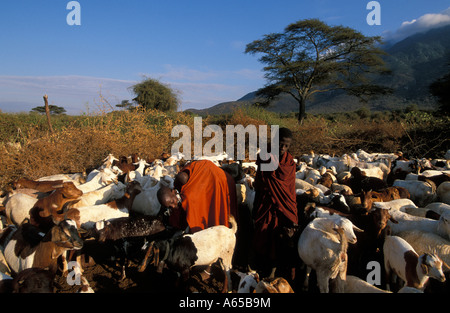 Masaï chèvres laitières dans un boma avec le bétail à la base du mont Longido Longido Tanzanie Banque D'Images