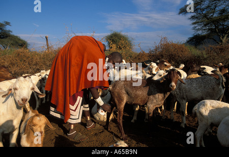 Masaï chèvres laitières dans un boma avec le bétail à la base du mont Longido Longido Tanzanie Banque D'Images