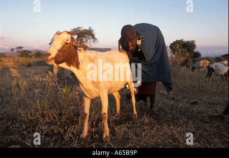 Masaï chèvres laitières dans un boma avec le bétail à la base du mont Longido Longido Tanzanie Banque D'Images